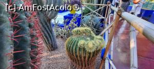 [P52] Marrakech, Grădina Majorelle, Colecția de Cactuși » foto by mprofeanu
 - 
<span class="allrVoted glyphicon glyphicon-heart hidden" id="av1483299"></span>
<a class="m-l-10 hidden" id="sv1483299" onclick="voting_Foto_DelVot(,1483299,29203)" role="button">șterge vot <span class="glyphicon glyphicon-remove"></span></a>
<a id="v91483299" class=" c-red"  onclick="voting_Foto_SetVot(1483299)" role="button"><span class="glyphicon glyphicon-heart-empty"></span> <b>LIKE</b> = Votează poza</a> <img class="hidden"  id="f1483299W9" src="/imagini/loader.gif" border="0" /><span class="AjErrMes hidden" id="e1483299ErM"></span>