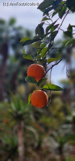 [P35] Grădina privată a Vilei Oasis » foto by adso
 - 
<span class="allrVoted glyphicon glyphicon-heart hidden" id="av1524817"></span>
<a class="m-l-10 hidden" id="sv1524817" onclick="voting_Foto_DelVot(,1524817,29203)" role="button">șterge vot <span class="glyphicon glyphicon-remove"></span></a>
<a id="v91524817" class=" c-red"  onclick="voting_Foto_SetVot(1524817)" role="button"><span class="glyphicon glyphicon-heart-empty"></span> <b>LIKE</b> = Votează poza</a> <img class="hidden"  id="f1524817W9" src="/imagini/loader.gif" border="0" /><span class="AjErrMes hidden" id="e1524817ErM"></span>