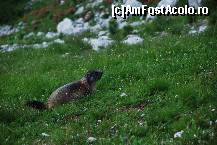 [P26] marmota, » foto by mariana
 - 
<span class="allrVoted glyphicon glyphicon-heart hidden" id="av16956"></span>
<a class="m-l-10 hidden" id="sv16956" onclick="voting_Foto_DelVot(,16956,29209)" role="button">șterge vot <span class="glyphicon glyphicon-remove"></span></a>
<a id="v916956" class=" c-red"  onclick="voting_Foto_SetVot(16956)" role="button"><span class="glyphicon glyphicon-heart-empty"></span> <b>LIKE</b> = Votează poza</a> <img class="hidden"  id="f16956W9" src="/imagini/loader.gif" border="0" /><span class="AjErrMes hidden" id="e16956ErM"></span>