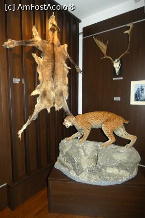 [P19] Sala nr. 4 -dedicată vânatului mare » foto by Claudiu U.
 - 
<span class="allrVoted glyphicon glyphicon-heart hidden" id="av1514658"></span>
<a class="m-l-10 hidden" id="sv1514658" onclick="voting_Foto_DelVot(,1514658,29226)" role="button">șterge vot <span class="glyphicon glyphicon-remove"></span></a>
<a id="v91514658" class=" c-red"  onclick="voting_Foto_SetVot(1514658)" role="button"><span class="glyphicon glyphicon-heart-empty"></span> <b>LIKE</b> = Votează poza</a> <img class="hidden"  id="f1514658W9" src="/imagini/loader.gif" border="0" /><span class="AjErrMes hidden" id="e1514658ErM"></span>