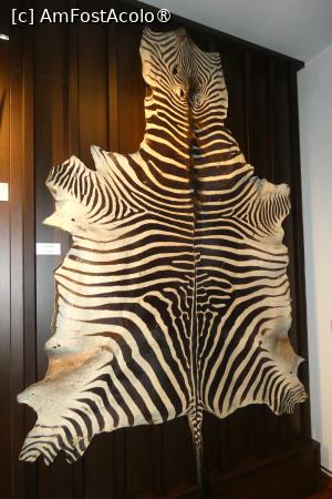 [P31] Ultima sală -exponate din Africa » foto by Claudiu U.
 - 
<span class="allrVoted glyphicon glyphicon-heart hidden" id="av1514670"></span>
<a class="m-l-10 hidden" id="sv1514670" onclick="voting_Foto_DelVot(,1514670,29226)" role="button">șterge vot <span class="glyphicon glyphicon-remove"></span></a>
<a id="v91514670" class=" c-red"  onclick="voting_Foto_SetVot(1514670)" role="button"><span class="glyphicon glyphicon-heart-empty"></span> <b>LIKE</b> = Votează poza</a> <img class="hidden"  id="f1514670W9" src="/imagini/loader.gif" border="0" /><span class="AjErrMes hidden" id="e1514670ErM"></span>