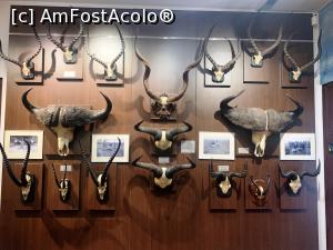 [P33] Trofee din Africa » foto by AZE
 - 
<span class="allrVoted glyphicon glyphicon-heart hidden" id="av1355984"></span>
<a class="m-l-10 hidden" id="sv1355984" onclick="voting_Foto_DelVot(,1355984,29226)" role="button">șterge vot <span class="glyphicon glyphicon-remove"></span></a>
<a id="v91355984" class=" c-red"  onclick="voting_Foto_SetVot(1355984)" role="button"><span class="glyphicon glyphicon-heart-empty"></span> <b>LIKE</b> = Votează poza</a> <img class="hidden"  id="f1355984W9" src="/imagini/loader.gif" border="0" /><span class="AjErrMes hidden" id="e1355984ErM"></span>