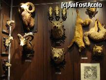 [P14] Sibiu - Muzeul de vanatoare - vulpi, lup » foto by Diaura*
 - 
<span class="allrVoted glyphicon glyphicon-heart hidden" id="av283952"></span>
<a class="m-l-10 hidden" id="sv283952" onclick="voting_Foto_DelVot(,283952,29226)" role="button">șterge vot <span class="glyphicon glyphicon-remove"></span></a>
<a id="v9283952" class=" c-red"  onclick="voting_Foto_SetVot(283952)" role="button"><span class="glyphicon glyphicon-heart-empty"></span> <b>LIKE</b> = Votează poza</a> <img class="hidden"  id="f283952W9" src="/imagini/loader.gif" border="0" /><span class="AjErrMes hidden" id="e283952ErM"></span>