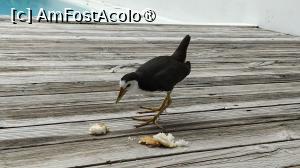 [P66] in fiecare zi venea la noi la vila » foto by elenaadina
 - 
<span class="allrVoted glyphicon glyphicon-heart hidden" id="av1518369"></span>
<a class="m-l-10 hidden" id="sv1518369" onclick="voting_Foto_DelVot(,1518369,29256)" role="button">șterge vot <span class="glyphicon glyphicon-remove"></span></a>
<a id="v91518369" class=" c-red"  onclick="voting_Foto_SetVot(1518369)" role="button"><span class="glyphicon glyphicon-heart-empty"></span> <b>LIKE</b> = Votează poza</a> <img class="hidden"  id="f1518369W9" src="/imagini/loader.gif" border="0" /><span class="AjErrMes hidden" id="e1518369ErM"></span>