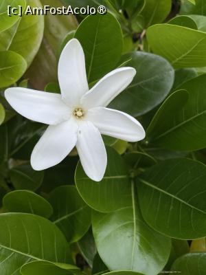 [P04] floarea nationala » foto by dop.tirbuson
 - 
<span class="allrVoted glyphicon glyphicon-heart hidden" id="av1528538"></span>
<a class="m-l-10 hidden" id="sv1528538" onclick="voting_Foto_DelVot(,1528538,29327)" role="button">șterge vot <span class="glyphicon glyphicon-remove"></span></a>
<a id="v91528538" class=" c-red"  onclick="voting_Foto_SetVot(1528538)" role="button"><span class="glyphicon glyphicon-heart-empty"></span> <b>LIKE</b> = Votează poza</a> <img class="hidden"  id="f1528538W9" src="/imagini/loader.gif" border="0" /><span class="AjErrMes hidden" id="e1528538ErM"></span>