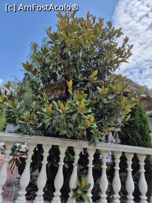 [P14] Magnolia veșnic verde » foto by adrianaglogo
 - 
<span class="allrVoted glyphicon glyphicon-heart hidden" id="av1538702"></span>
<a class="m-l-10 hidden" id="sv1538702" onclick="voting_Foto_DelVot(,1538702,29414)" role="button">șterge vot <span class="glyphicon glyphicon-remove"></span></a>
<a id="v91538702" class=" c-red"  onclick="voting_Foto_SetVot(1538702)" role="button"><span class="glyphicon glyphicon-heart-empty"></span> <b>LIKE</b> = Votează poza</a> <img class="hidden"  id="f1538702W9" src="/imagini/loader.gif" border="0" /><span class="AjErrMes hidden" id="e1538702ErM"></span>